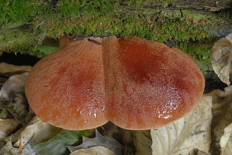 Fistulina hepatica
